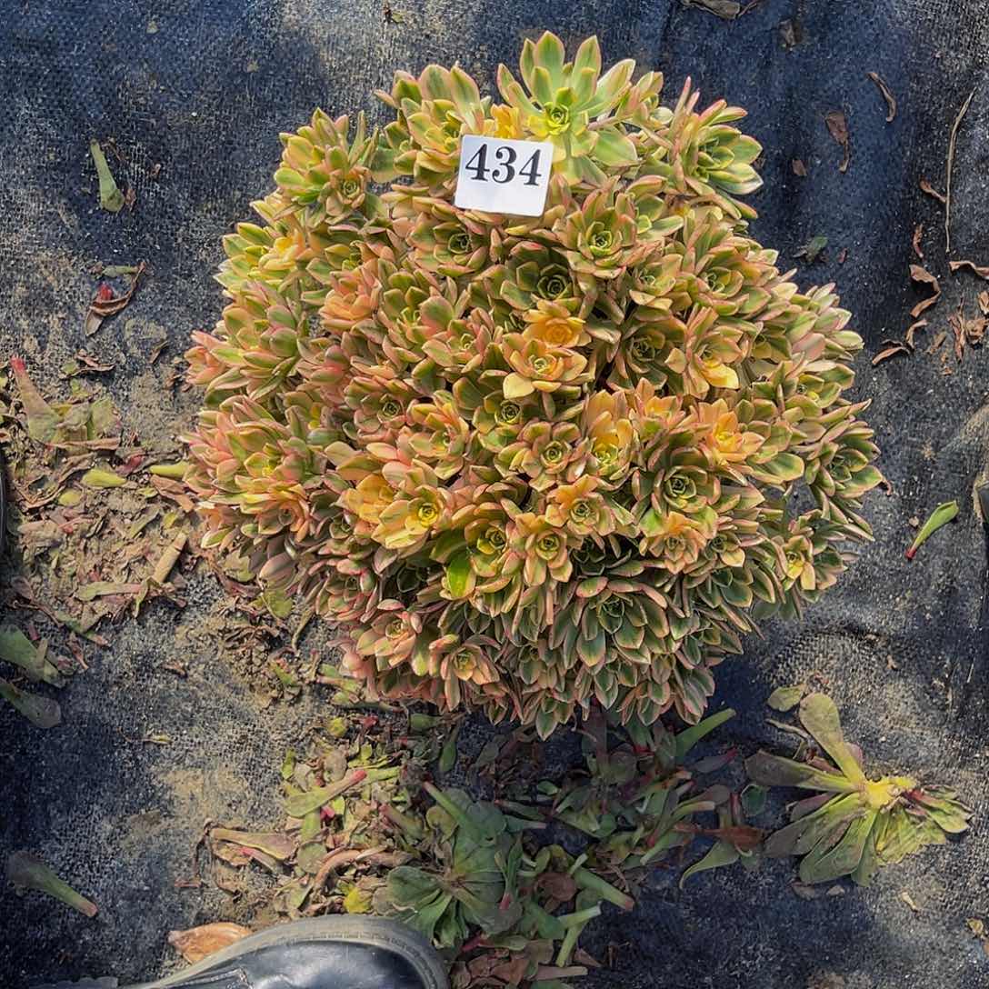 甜茶法师多肉1-37