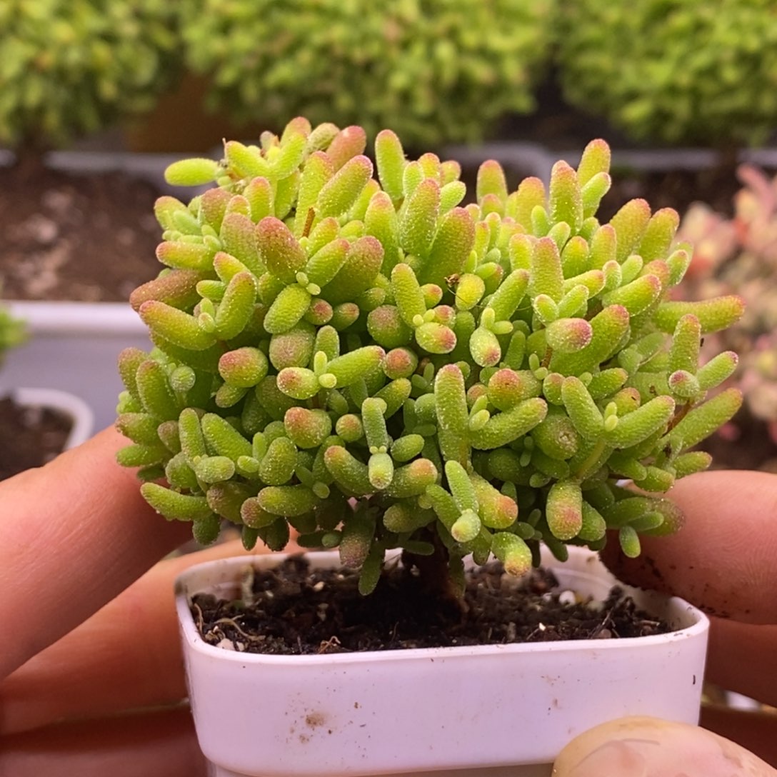 24蜜橘糖球。     