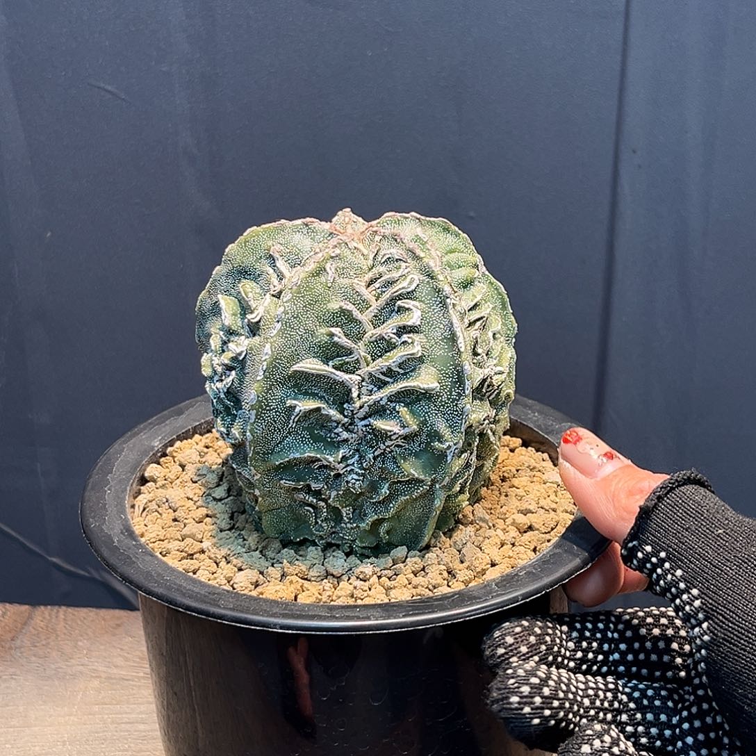 核桃Zzzzzzzzzzzzzzzzzzz