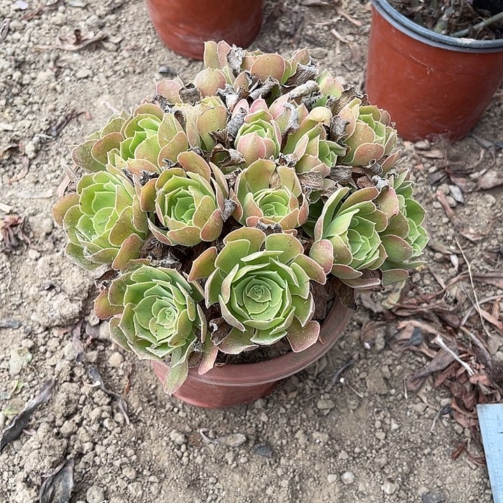 骆神玫瑰玫瑰玫瑰