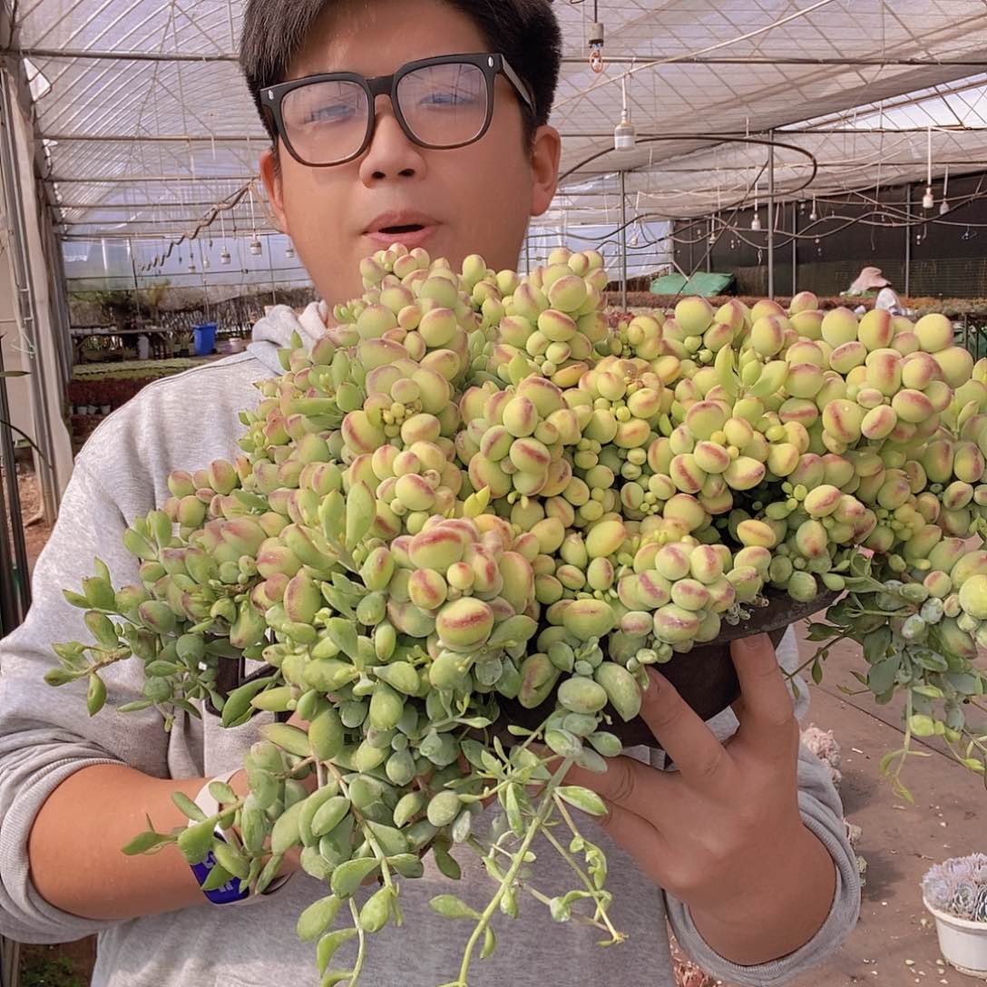 超大号巨无霸达摩福娘特价