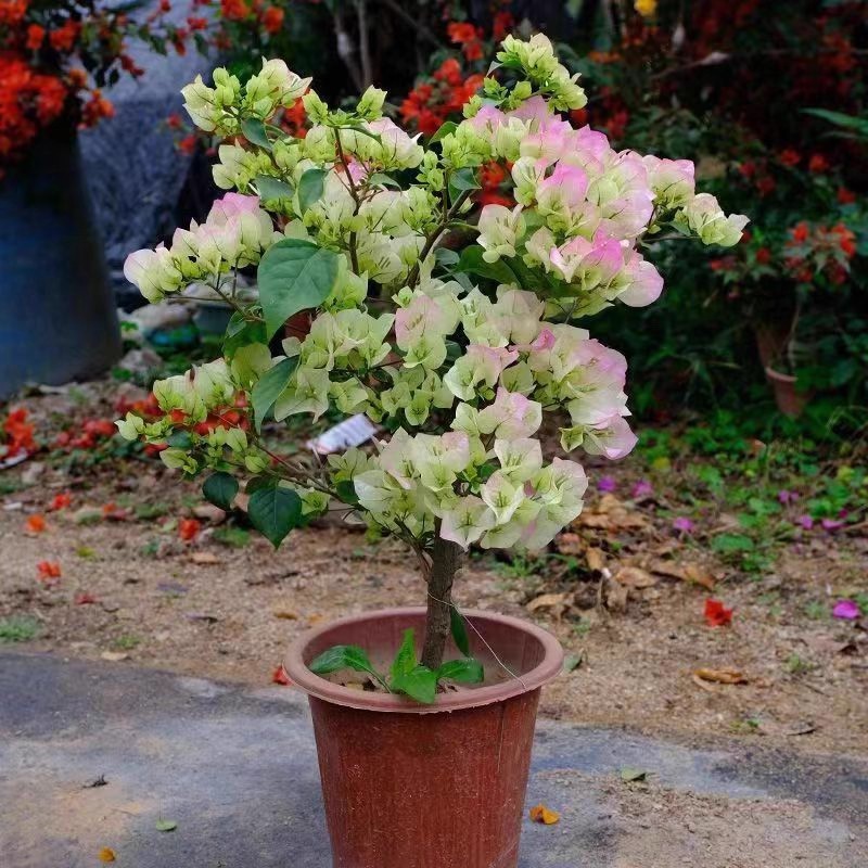 【绿樱】三角梅盆栽带花四季开花老桩阳台绿植花卉植物室内花