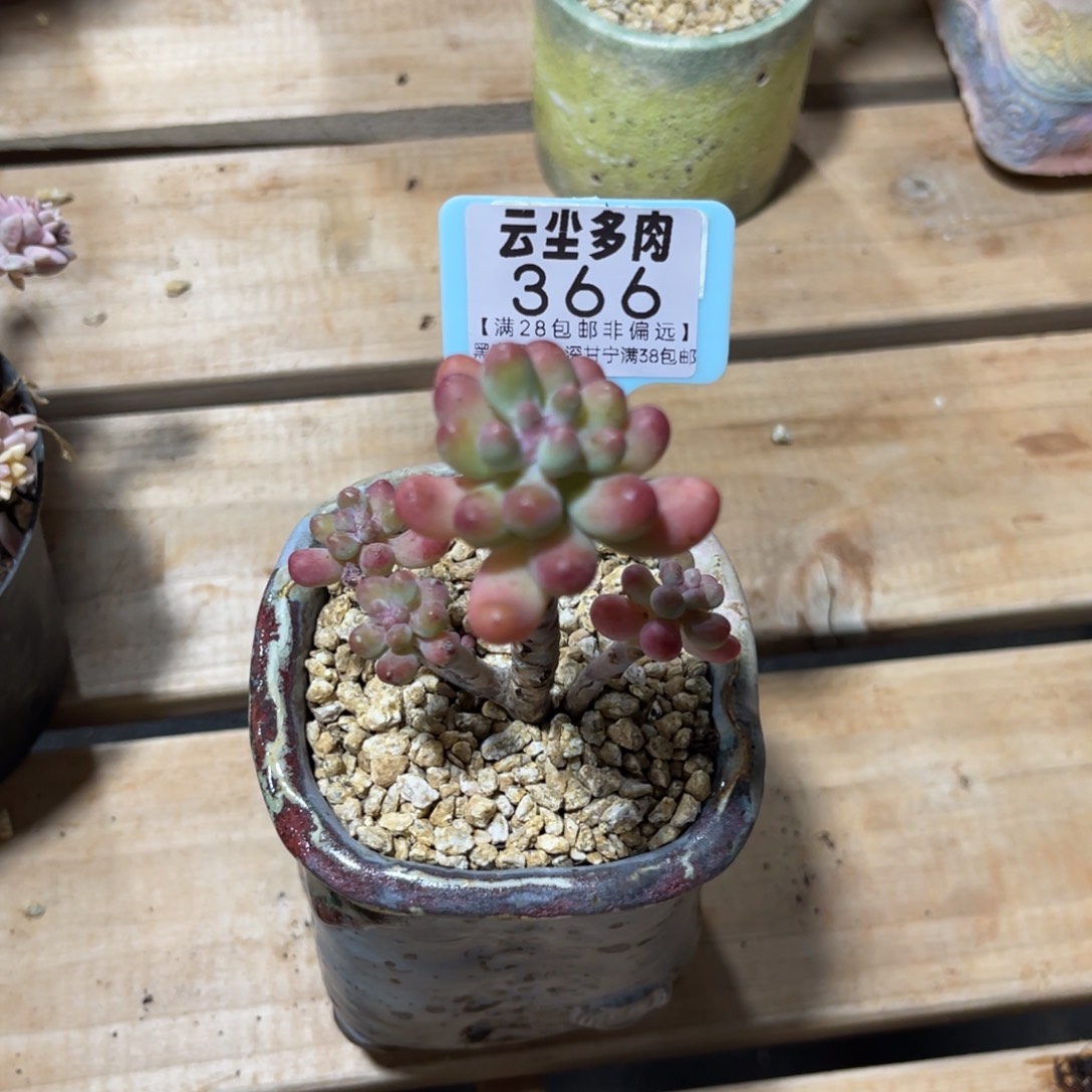 云尘多肉一物一拍366