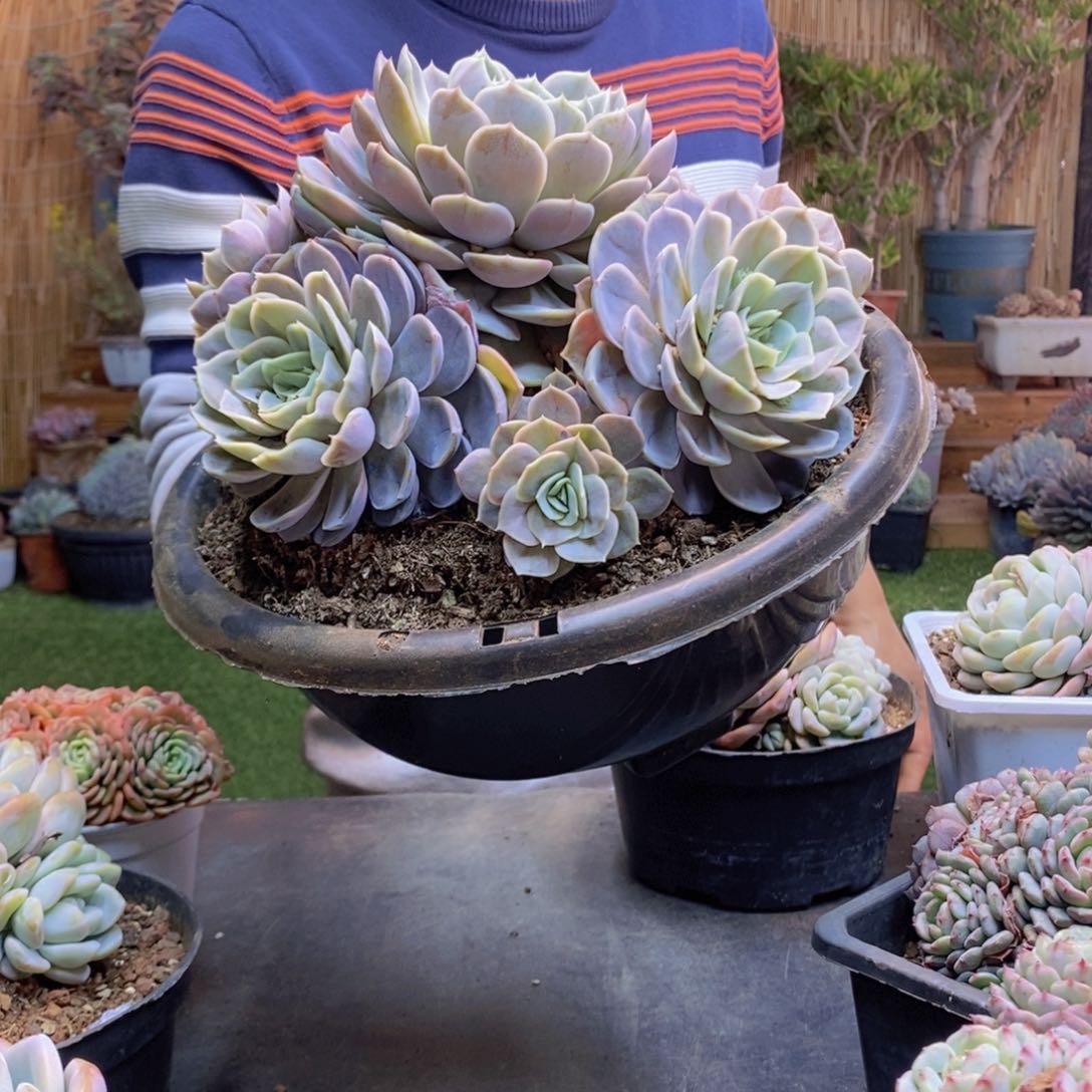 初****?A4蓝色惊喜多肉植物