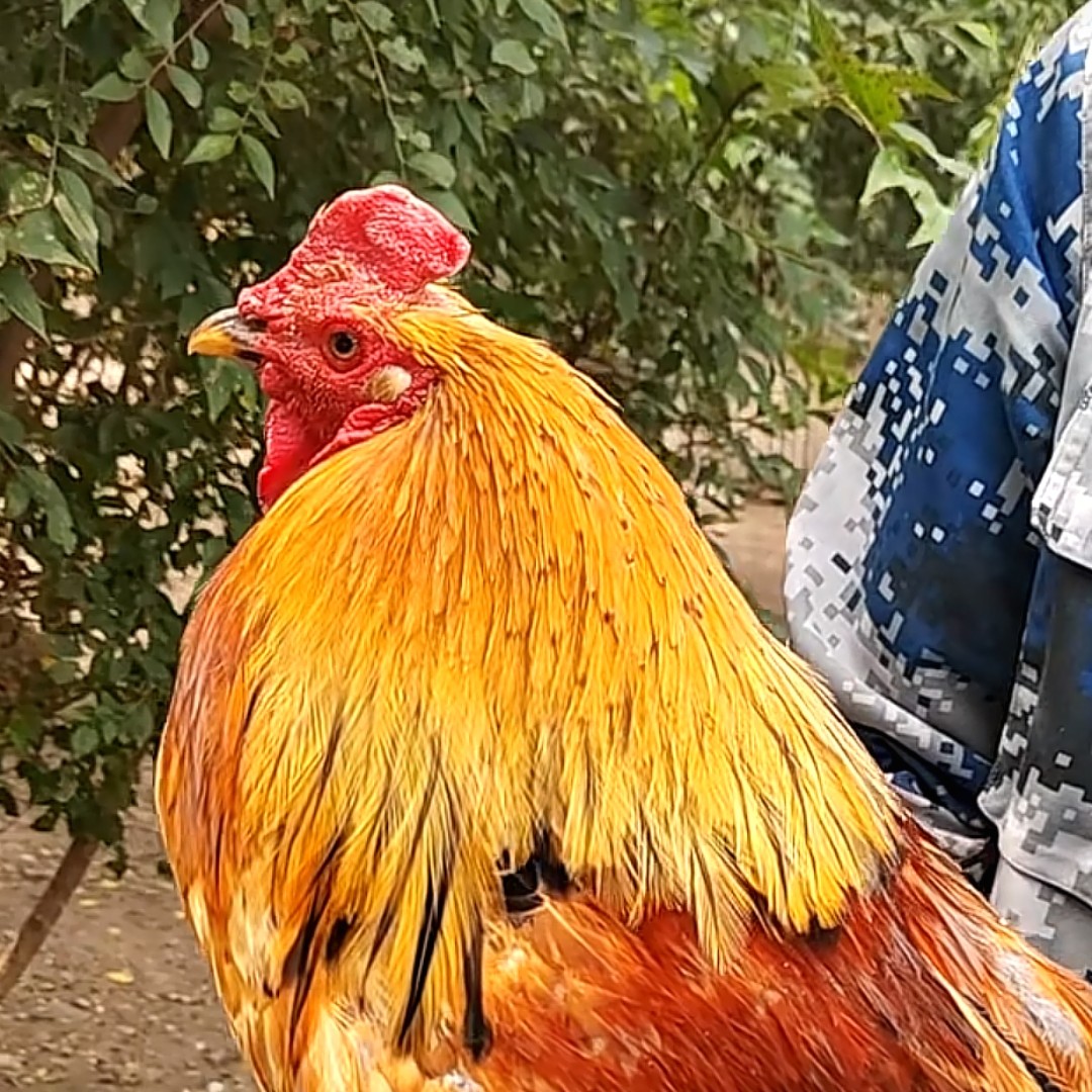 3-5年 东北农村散养老公鸡 老品种 现抓现宰