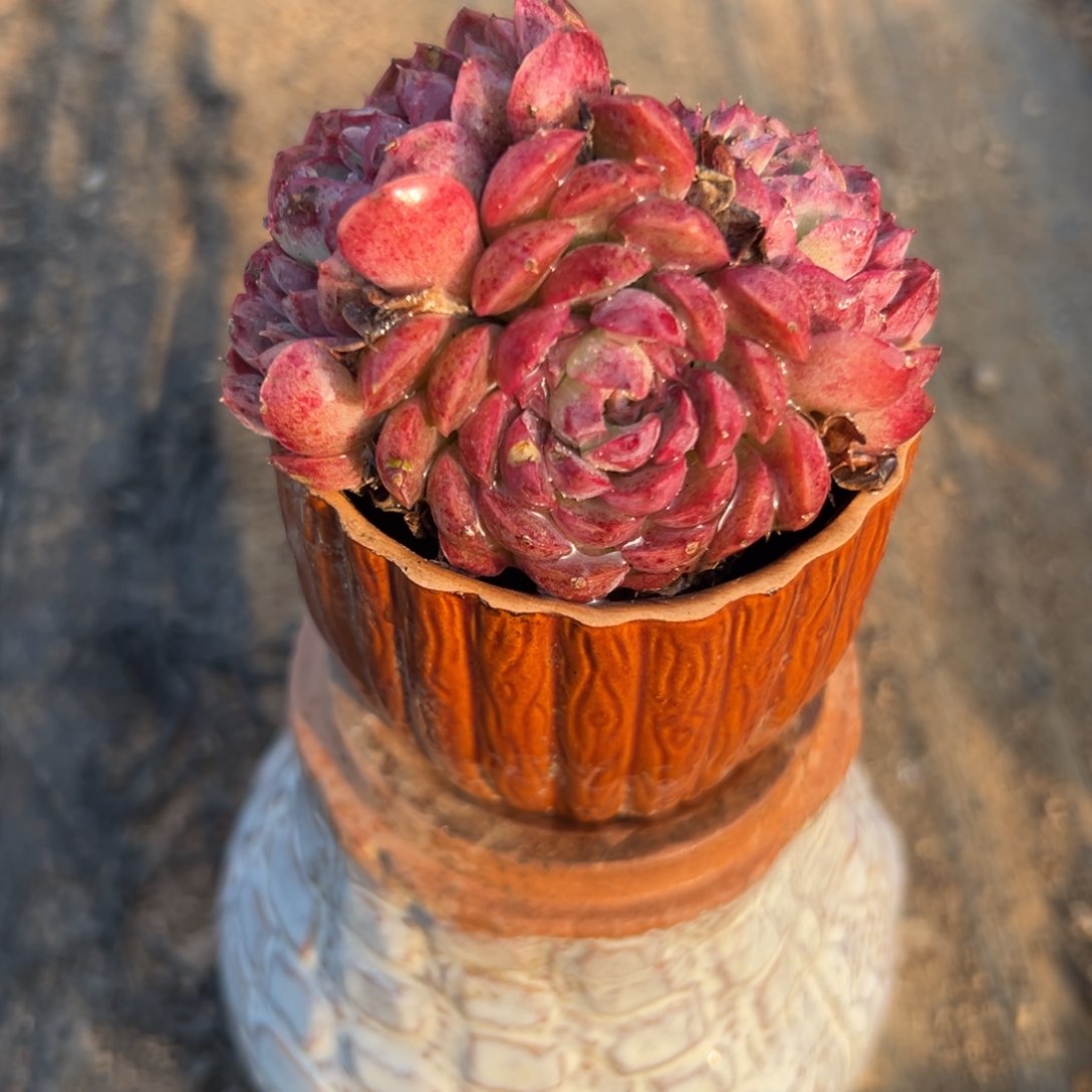 多肉植物朱砂痣群