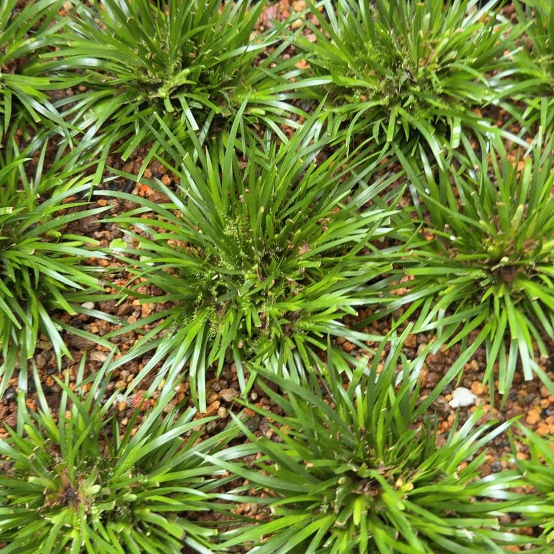 红陶樱****）南通金钱。。。。