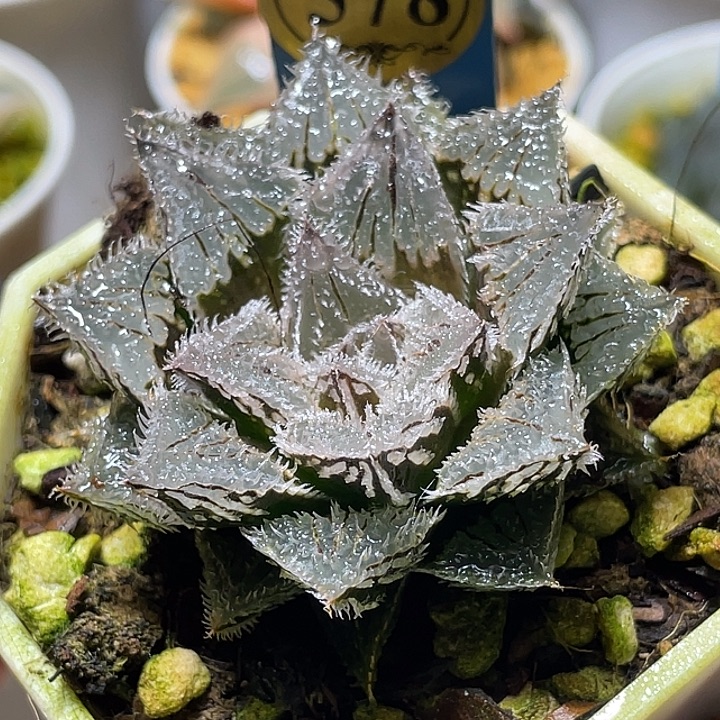 578赤冰特选福利一物