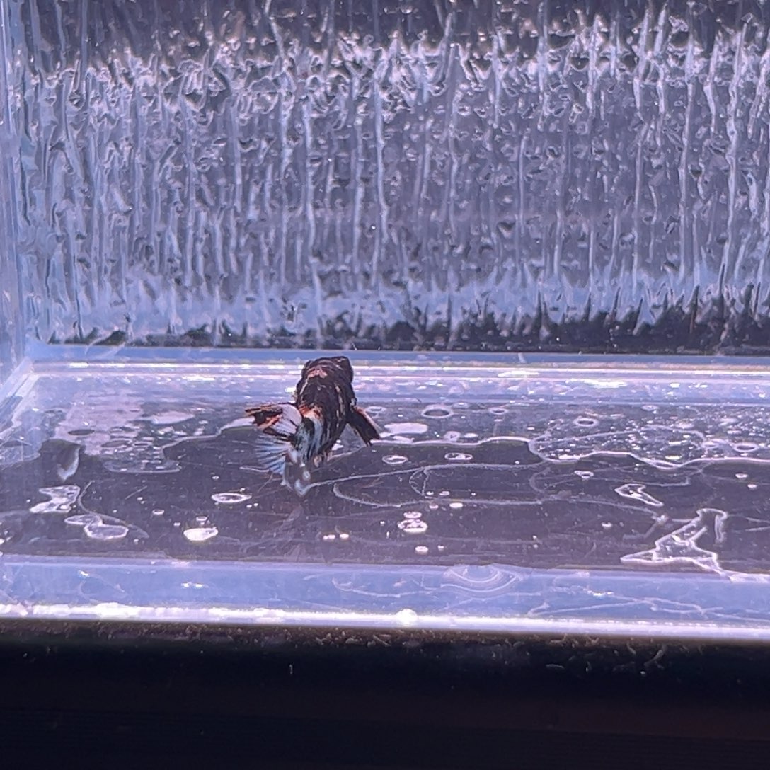 孔雀鱼玛丽崽一条