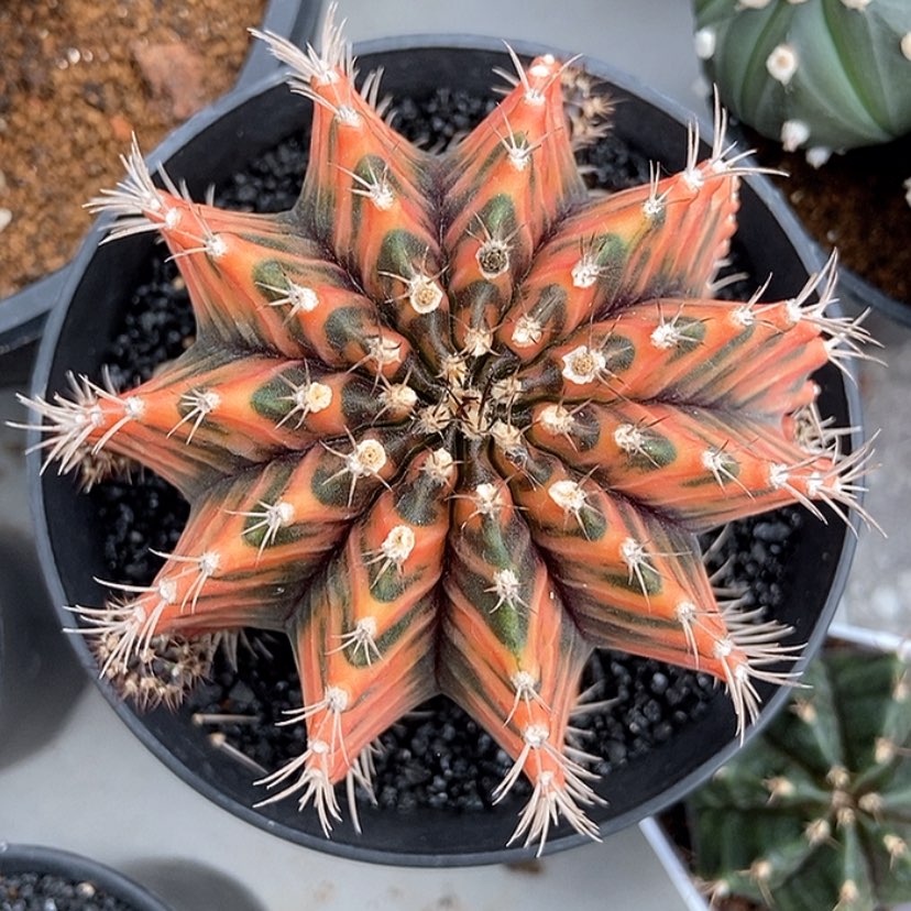 【闪购商品】泰系米哈0002