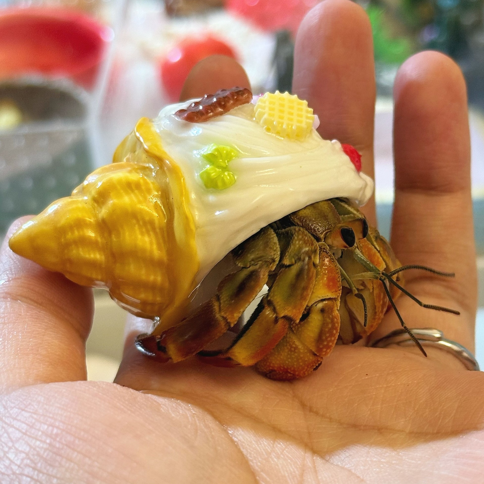 寄居蟹替换壳手工diy蟹缸造景装饰鱼缸摆件海螺天然仿真冰淇淋