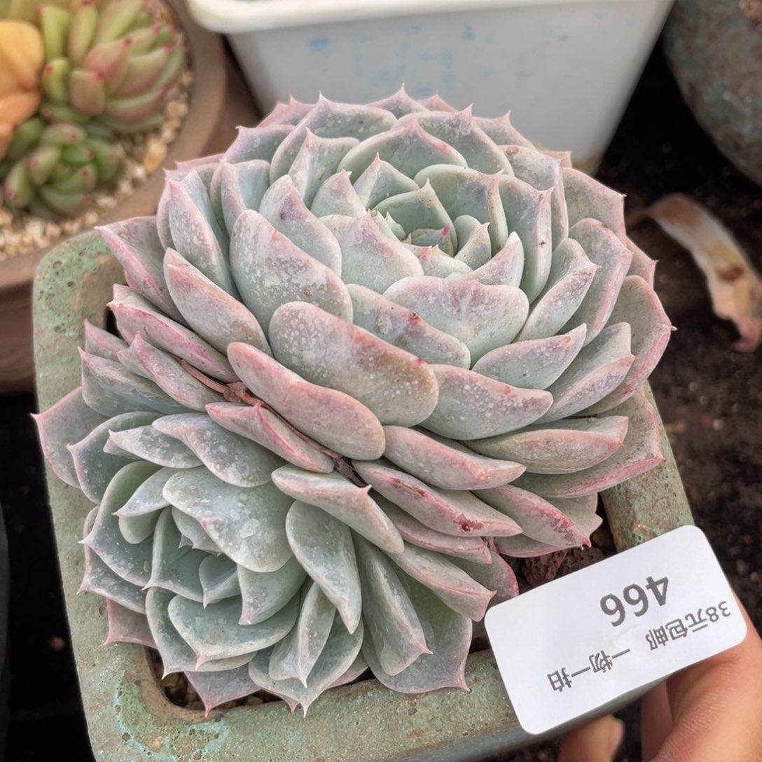 满38包邮466双头