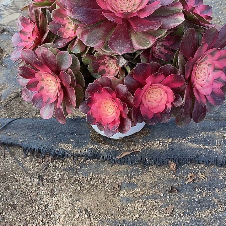 多肉植物荔枝542多肉