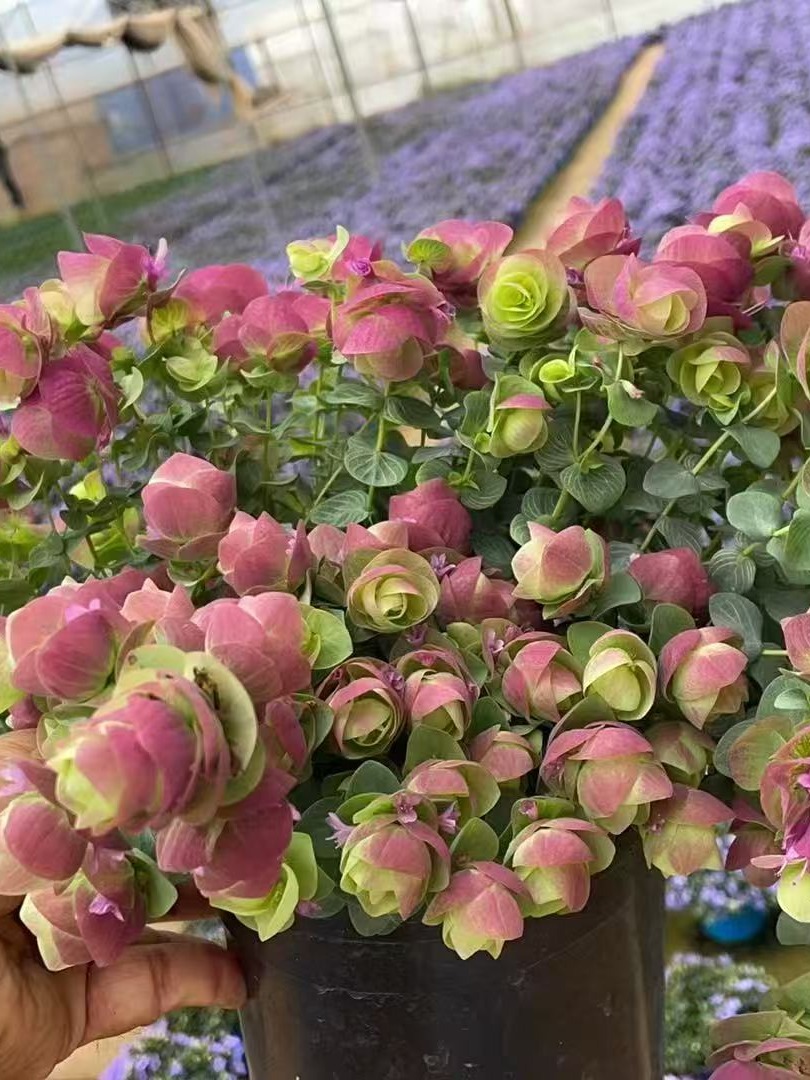 小盆折纸画观赏牛至盆栽花苗花园阳台垂吊观花观叶植物多年