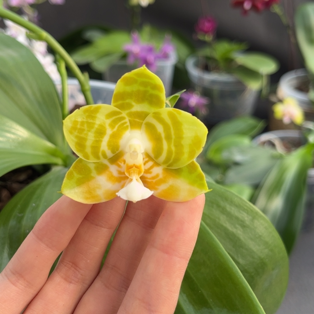 完全开放4寸弥陀反射王开花株