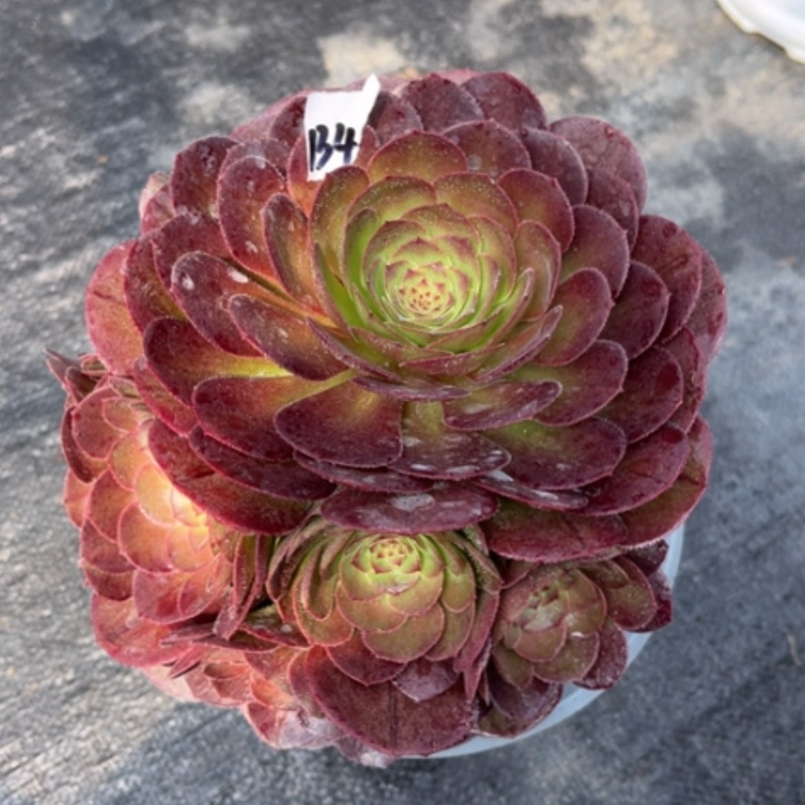 【闪购商品】134莎啦碗多肉法师