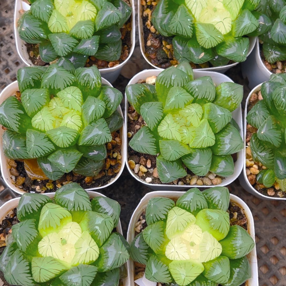 糖心玉露多肉多肉一颗