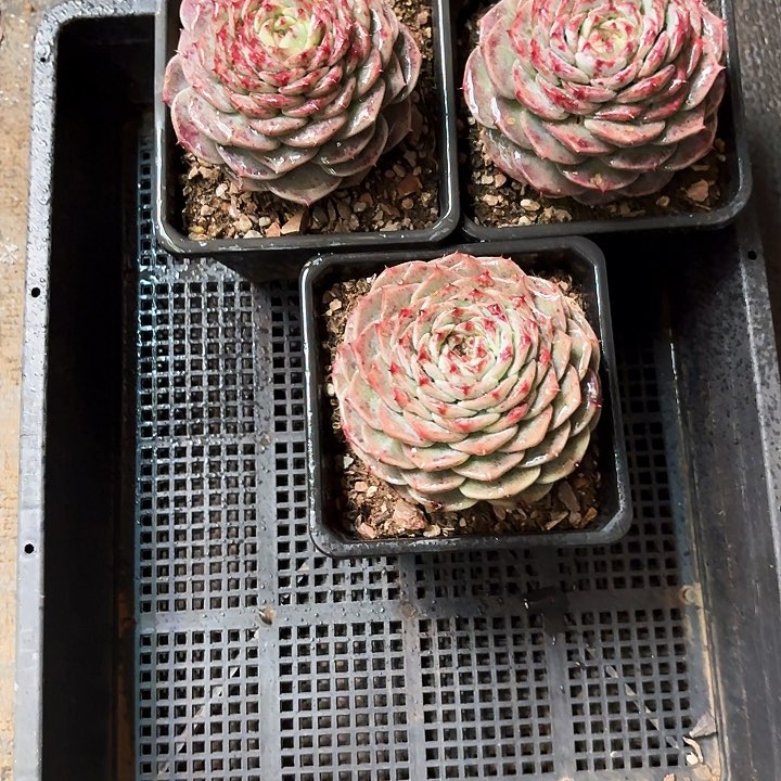 如*阁多肉植物，天鹅绒3颗