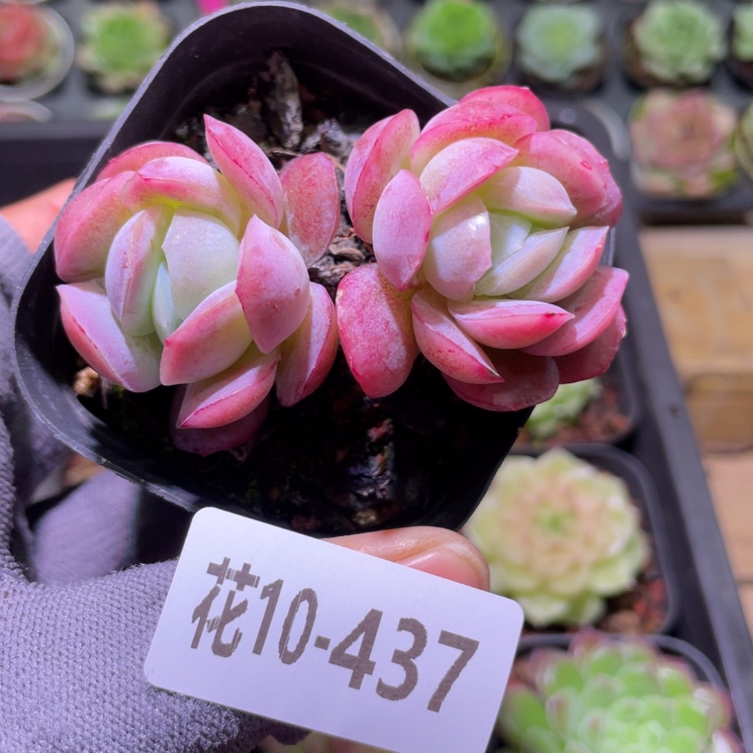 花利美10-347粉妍