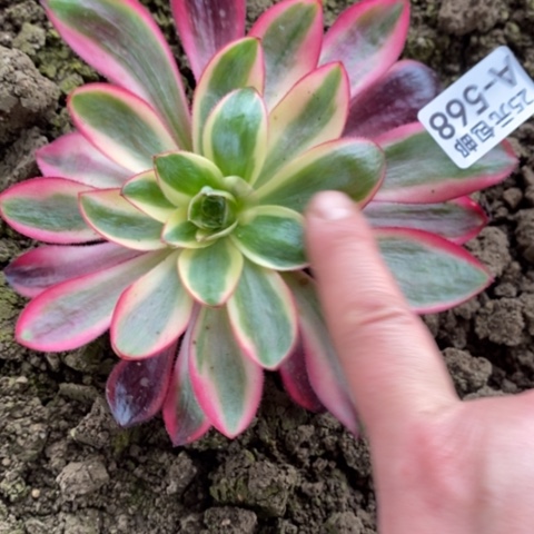 568烈焰满25包邮多肉