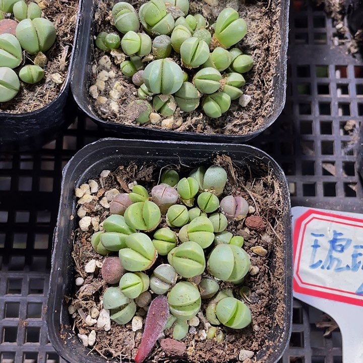 精灵玉2.8带盆土发