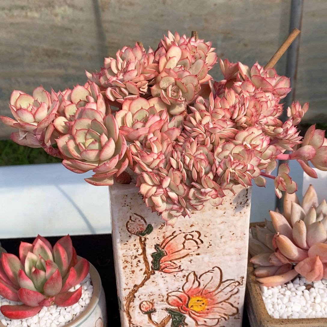 牡丹亭缀多肉植物盆栽