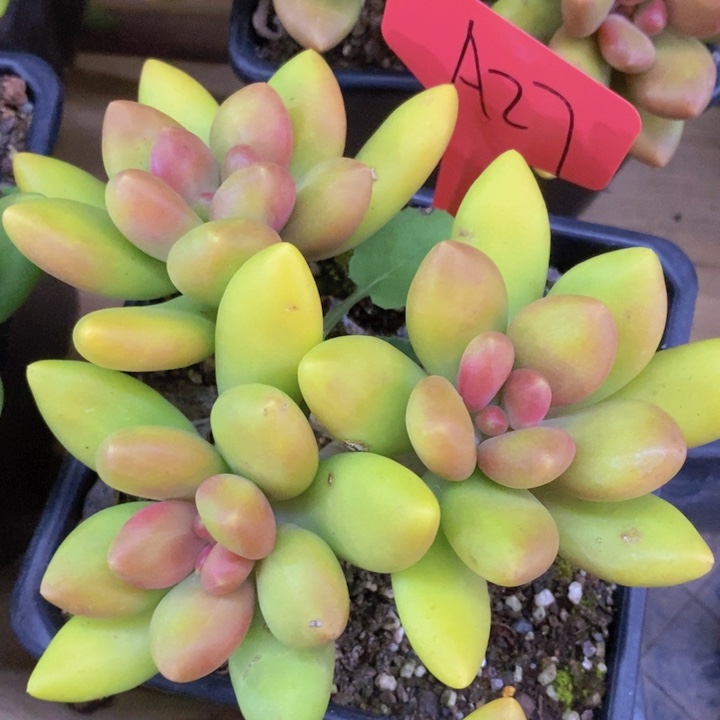 你要回来吃嘛啊媳妇子