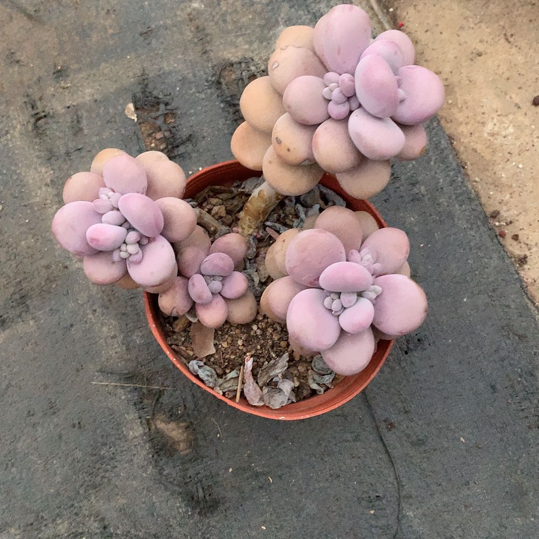 圆叶桃蛋一物一拍33