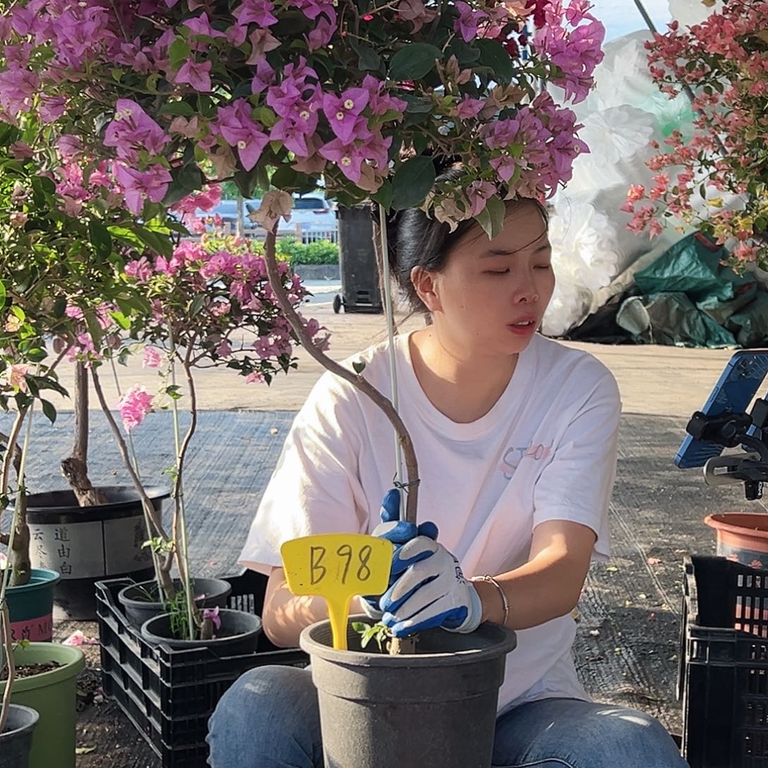 善***青大部分花苞少量开放B98巴西紫
