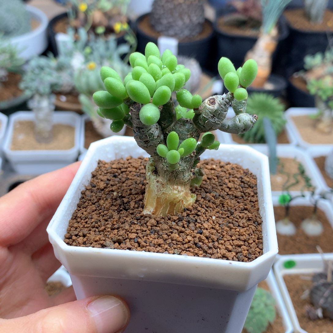 诱惑奇峰锦脱土 不包掉叶子