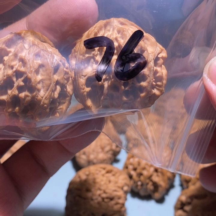 文玩核桃把件76的的一