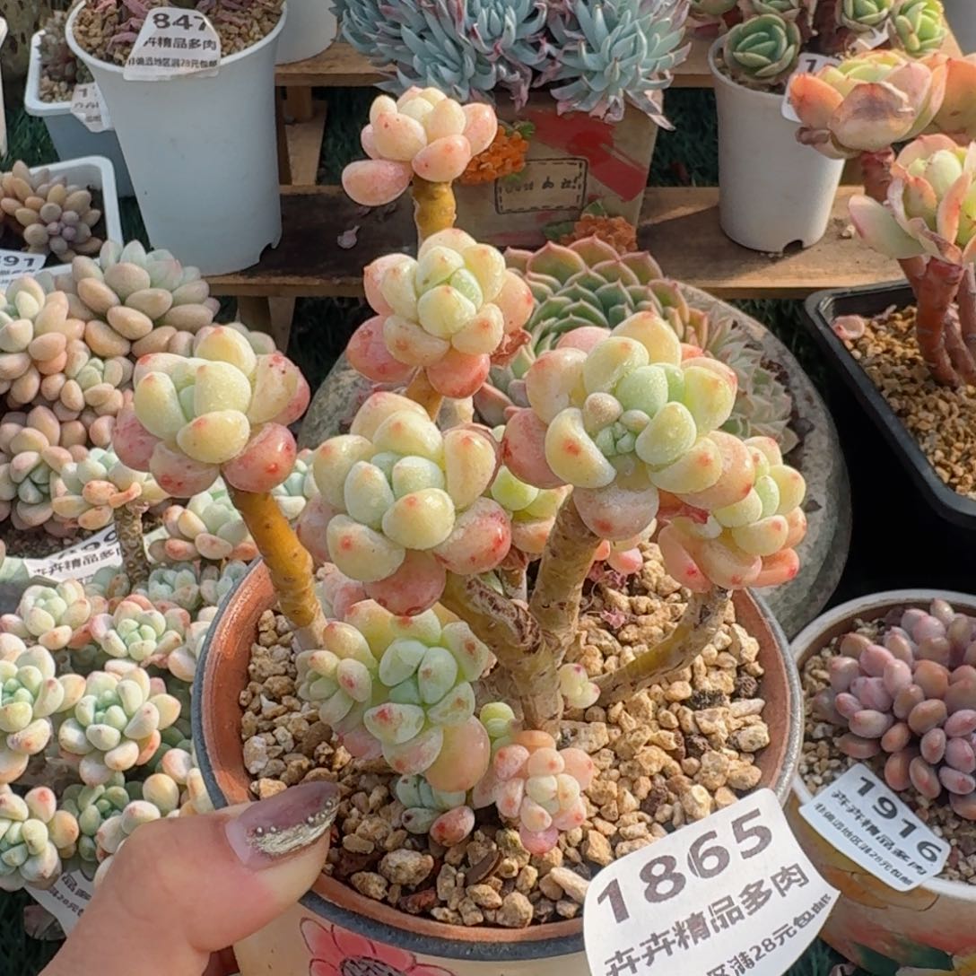 1865一物一拍（满28包邮）