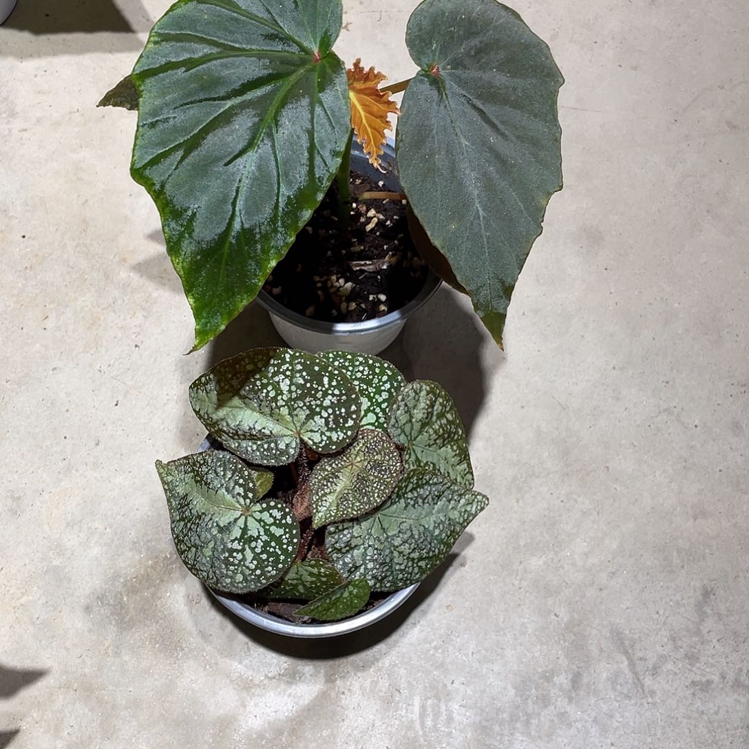 无花朵夜阑珊半侧膜两颗