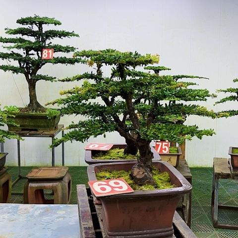 当前无花朵，栽培后可花朵