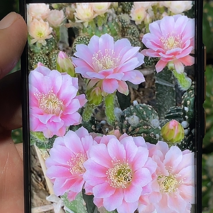 丽 0711侧芽 歪 满20包邮5公分
