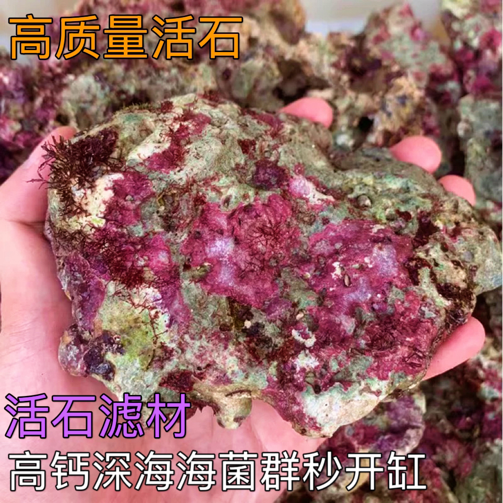 海缸活石新鲜深海免爆藻好看高钙海水过滤珊瑚缸带菌开缸净化海缸