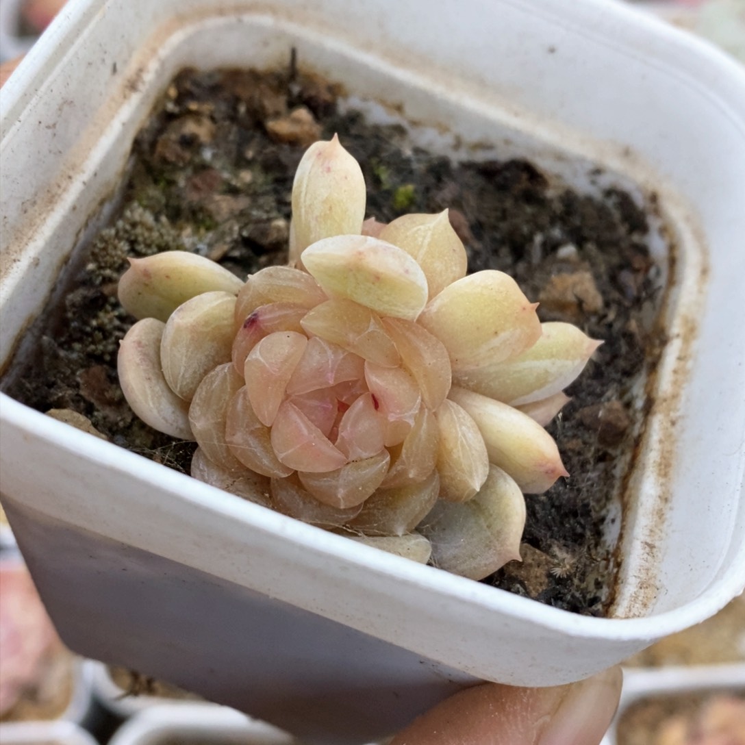 多肉植物一物一拍461