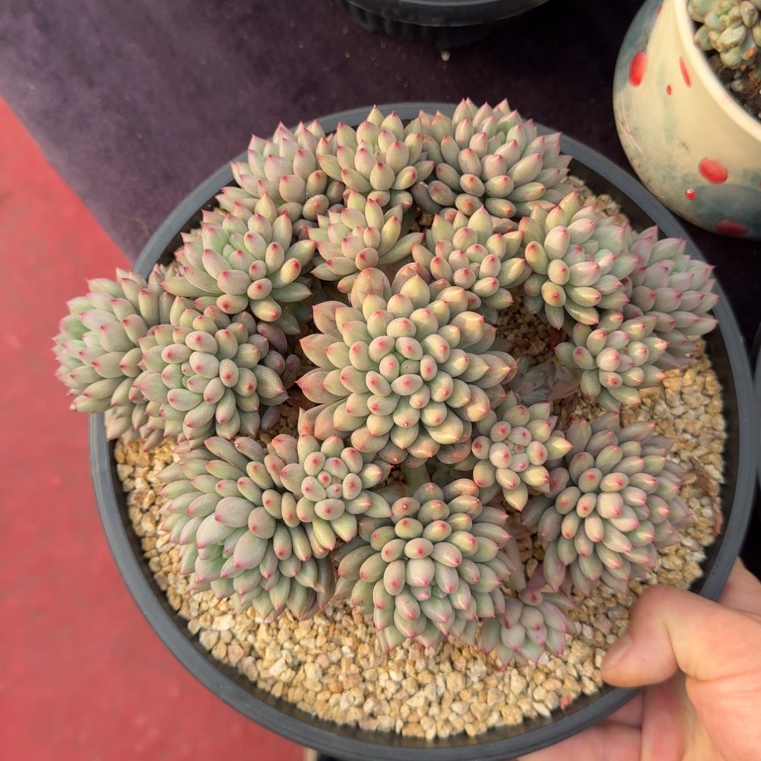 23厘米的尺寸一物一拍的