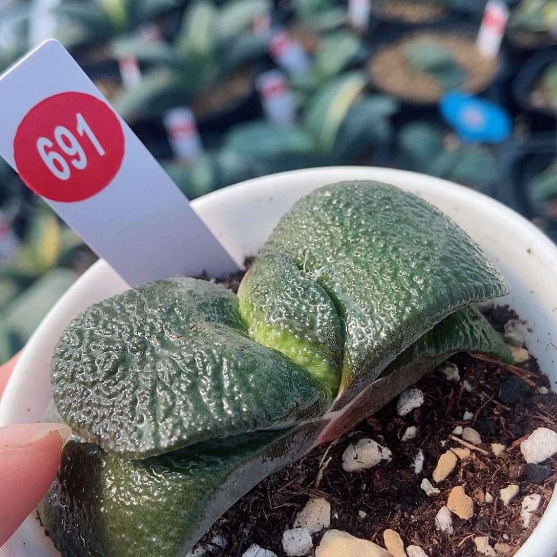 691卧牛实生带盆发货