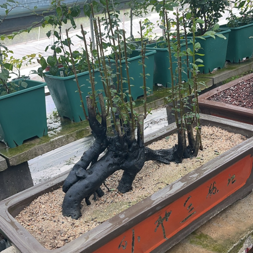 老鸦柿，梦之雫，直播间放漏