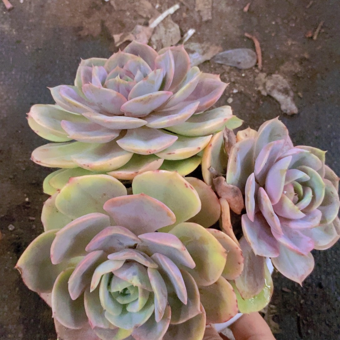 蓝色苍鹭三头起发