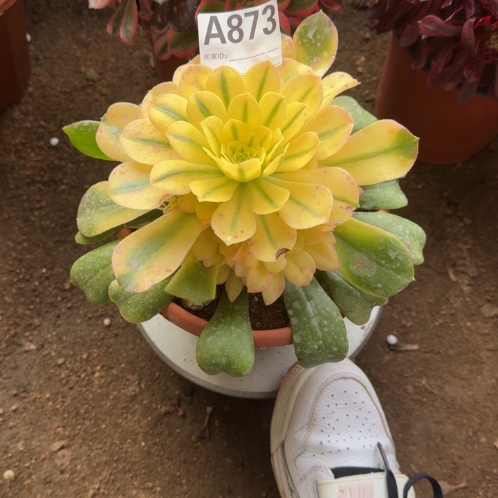 红陶雪莲873多肉