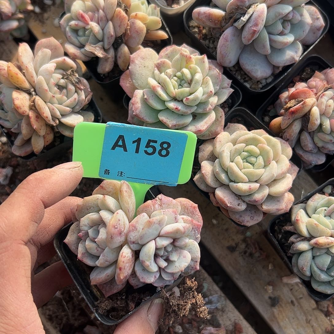 ****桃多肉植物一物一拍