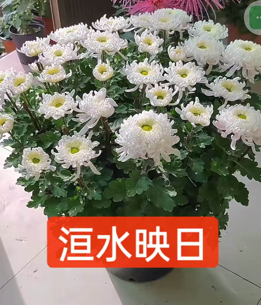 九月菊【洹水映日】菊花大苗 盆栽大花系列开花漂亮耐寒植物