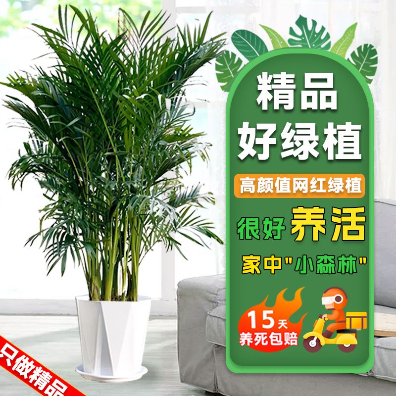 富贵椰子1.2-1.4客厅办公室净化空气绿植四季常青好养活乔迁
