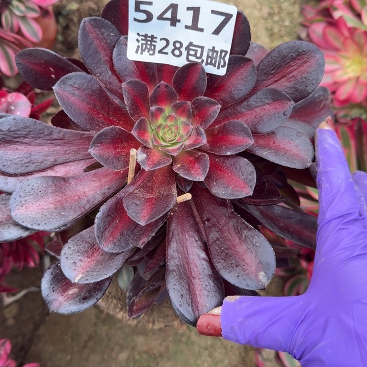 5417二号棚华纳多肉J