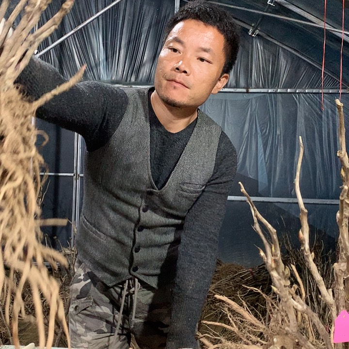 无花朵大胡红一物一拍