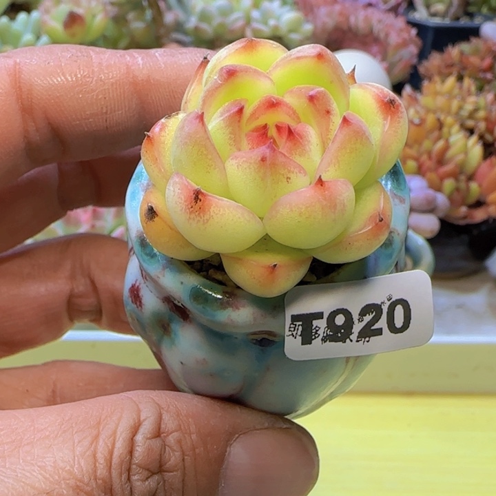 t920 一物一拍带盆发