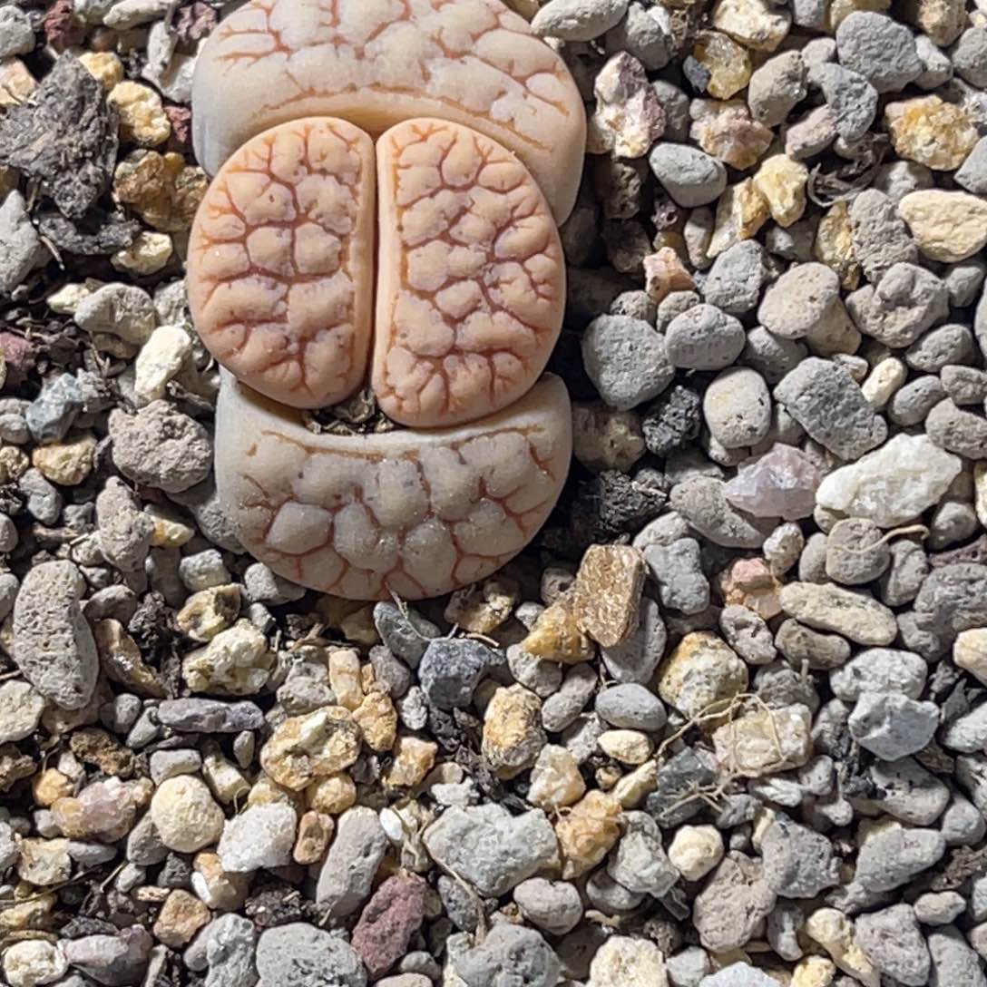 7992粗纹261尺寸2.5