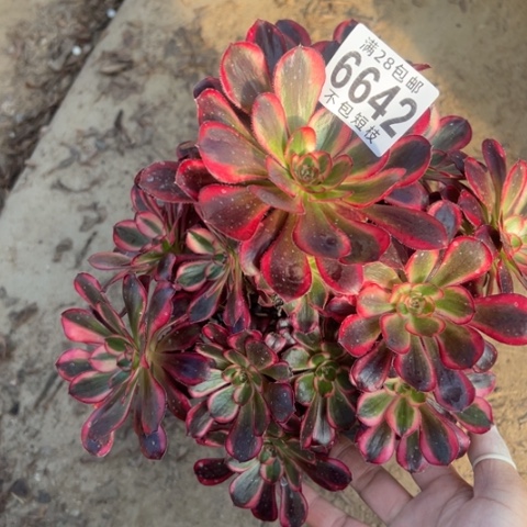 6642丽娜多肉植物法师法师